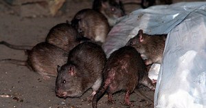 Rats are running rampant in New York City