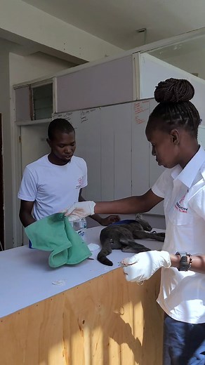 Kitty got no balls. Is your pet neutered? #animalclinic #veterinaryclinicnairobi #poseidonveterinaryclinic #poseidonvets #vetsinnairobi #vetclinickenya #tiktokkenya