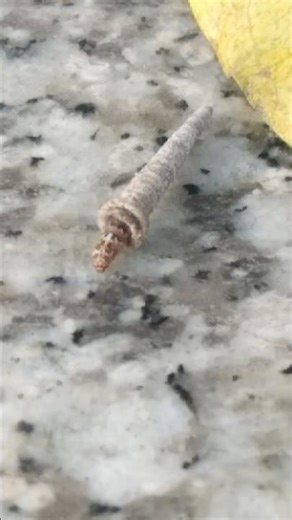 Bag Worm Moth on the move #vengaivasal #bagworm #moth