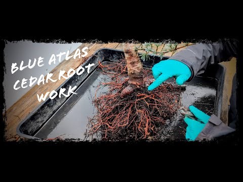 "Transforming a Blue Atlas Cedar: Root Work & Fresh Bonsai Soil Upgrade!"