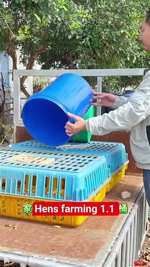 Automatic Chicken Feeder Bucket for Clean and Hygienic Poultry Feeding#7 October 2025