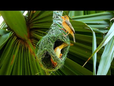 The WEAVER BIRD's AMAZING Green Nest Building Technique