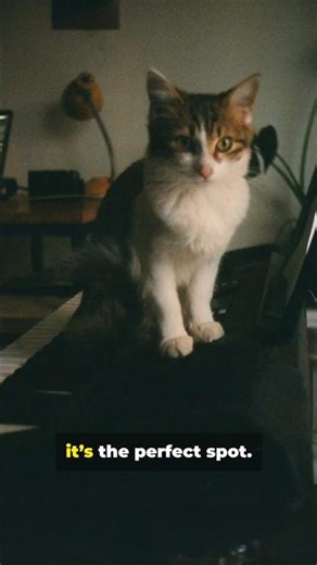 Why do cats sit on your keyboard? 🐱💻