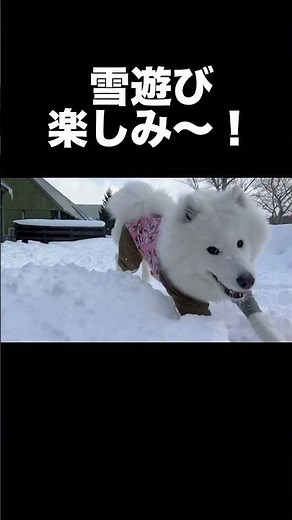 #ブリザックWZ1#新型シエンタ#スタッドレスタイヤ