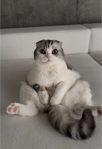 可愛い猫動画集：猫の面白い瞬間を体験しよう