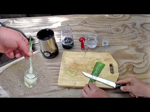 Natural Method For Rooting Cuttings Using Aloe Vera Gel