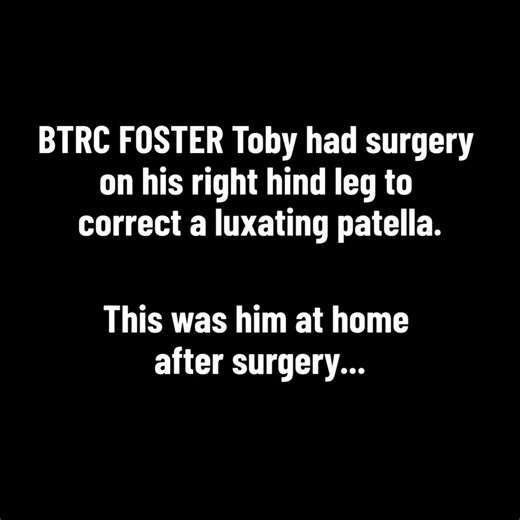 Toby’s Hard Day for a Happy Tomorrow This was BTRC foster Toby at home after surgery – shaking and whimpering in his crate. It’s hard to watch, and even harder for his foster mom, but rest assured: this kind of reaction is very normal after anaesthesia. In the first 12-24 hours, dogs may show a mix of grogginess or disorientation and can look a bit “drunk” or unsteady. Whining or crying is also common – often from confusion or frustration rather than pain. You might also see restlessness, shiver