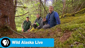 WILD ALASKA LIVE | Following a Bear Trail | PBS