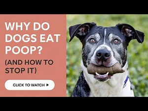 Why Do Dogs Eat Poop? (And How to Stop It)