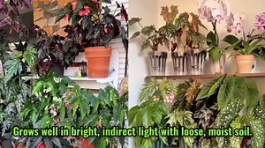 Begonia Plants Live, Rare Begonias Indoor Growing, Hanging Basket, Starter 5 to 9 Inc Tall (Maculata Angel Wing Polka Dot)