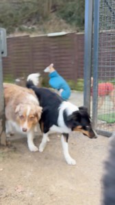 Ihr Lieben, kaum zu glauben, aber wahr… das Revier für Hunde wird bald 20 Jahr‘! Im Mai diesen Jahres feiert das Revier für Hunde 20. Jubiläum… kaum zu glauben, dass ich mein Herzenprojekt schon so viele Jahre leben darf. ❤️ Jeder Augenblick mit den Hunden und den lieben Menschen um mich herum ist für mich ein Geschenk. Wir sollten uns immer wieder daran erinnern, was wir haben und nicht nur die großen, sondern auch die kleinen Kostbarkeiten des Lebens wertschätzen. In diesem Sinne wünsche ich e