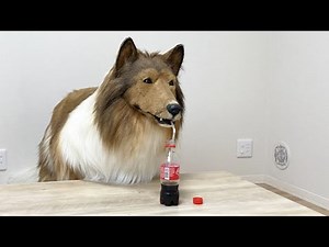 A dog drinking Coke?