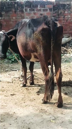 || Dilon pe chha jaate hai ||