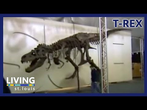 Sue the T-Rex Visits St. Louis | Living St. Louis