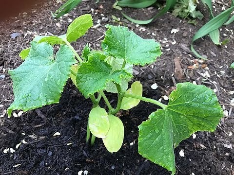 Growing healthy pickling cucumbers