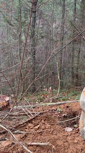 #timberjack240 #winchwork whitepine #loggerlife #loggertok