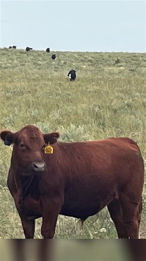 colo cowgirl (@colo.cowgirl)’s videos with Theme from