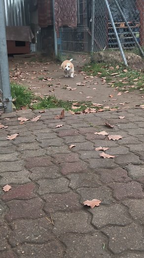 Maleńka sunia powoli rozgląda się za kochającym domkiem 🎀. #dogpolska #psiafotografia #pieskieżycie #piesek #pieseł #polskipies #psimodel #psiinstagram #spacerzpsem #najlepszyprzyjaciel #pieskiesprawy #pies #instapies #dogstagram #love #mydog #instadog #dogoftheday #dog #doglover #dogphotography #doggie #beauty #schronisko #adopcja #adoptuj #piesdoadopcji #otozanimals #wielkopolska #polska