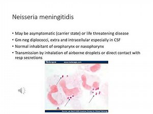 Neisseria and Moraxella catarrhalis