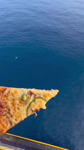 Shark Eating Pizza: A Unique Feeding Experience