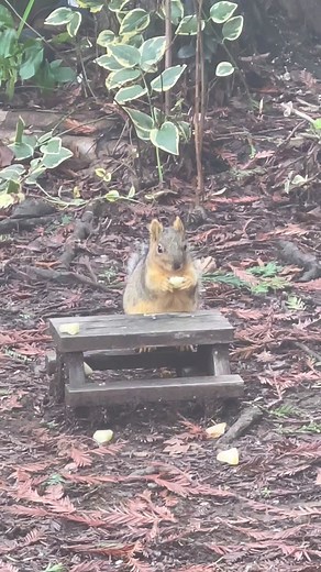 Love my little squirrels that come and hang out on my picnic bench! Usualy the crows rule the bench but not today,! My tiny Foxy was there chowing on some apple! #ilovedinky #dinkylovesme #ilovesquirrellovers #squirrelsmakemehappy #squirrelmom #squirrelsruletheworld #lovemysquirrel❤️🥰🐿