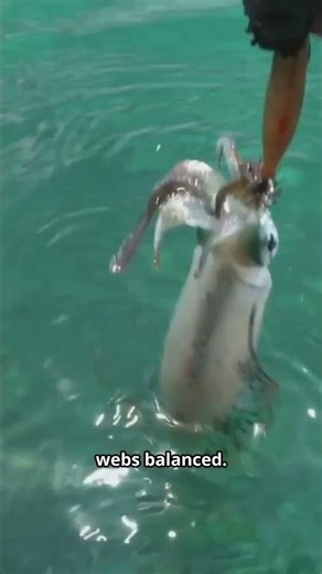 National Squid and Cuttlefish Day– October 10