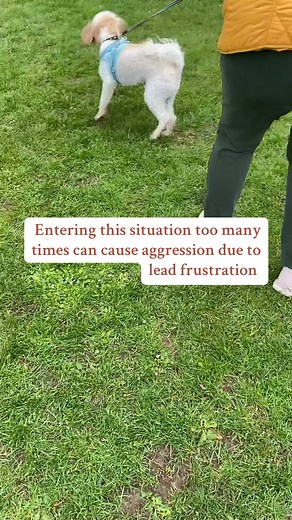 Dog training using psychology and the help of other dogs. | Fawn Dog