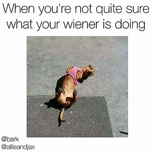 140K views · 1.4K reactions | Just a doxie thing. We're not judging.  Original vid via instagram.com/allieandjax/ | BARK | Facebook