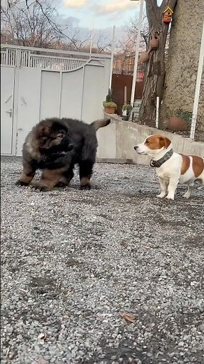 3 თვის ქართული მეცხვარე | 3 Months Old Georgian Shepherd: Nature’s Ultimate Guard Dog!