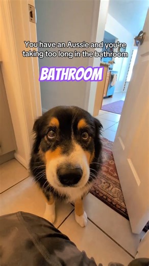 My dog controls my bathroom time. #australianshepherd #bathroom #dogs #letsgo