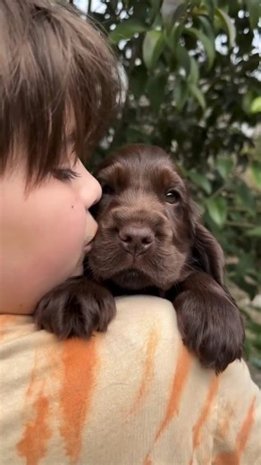cocker spaniel 🦮 on Instagram: "𝗖𝗿𝗲𝗱𝗶𝘁𝘀 𝘁𝗼📸 @cockervillavillacolle 🥰 ❤️ tag your friends ❤️ who loves 🐾Cocker Spaniel 🐾 ➖ Want to see your Cocker on our page? Just send us a DM! 🤗"