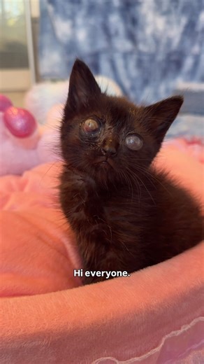 Hanging with ✨ Rhubarb ✨ | Kitten Lady