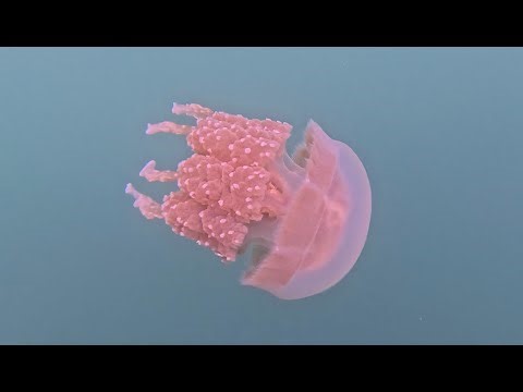 Jellyfish Lake @ Palau’s Rock Islands Southern Lagoon a UNESCO World Heritage Site #goldenjellyfish