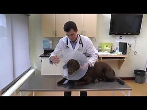 Pose de collier élisabéthain