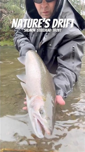 It went Down👇 like this 🎣 Steelhead #fishing #washington #troutfishing #flyfishing #simmsfishing