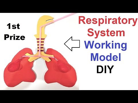 respiratory system working model 3d making using waste materials step by step | diy | howtofunda