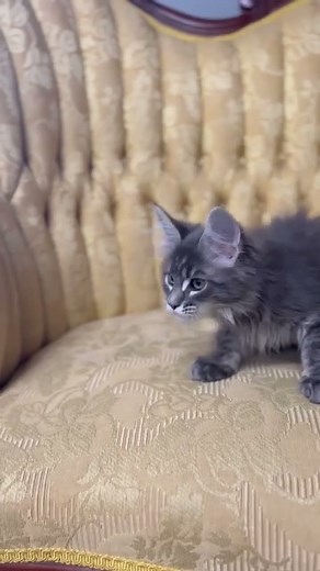 Venus, blue tabby female Maine Coon kitten