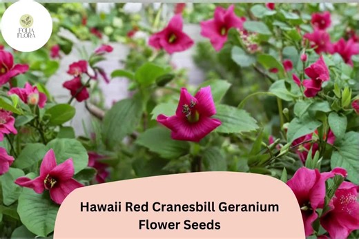 25  Hawaii Red Cranesbill Geranium Seeds | Hardy Perennial Flower | Garden Plant Seeds - Etsy