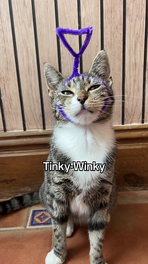 Teletubbies Kittens and Cute Cats Compilation