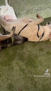 83 reactions · 39 shares | These two best pals are Trinity (white)...