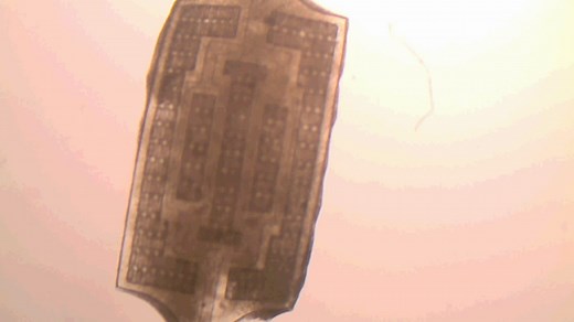 'Person-on-a-chip': Engineers grow 3-D heart, liver tissues for better drug testing