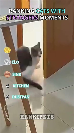 Ranking The Cat With Strangers Moments 😹