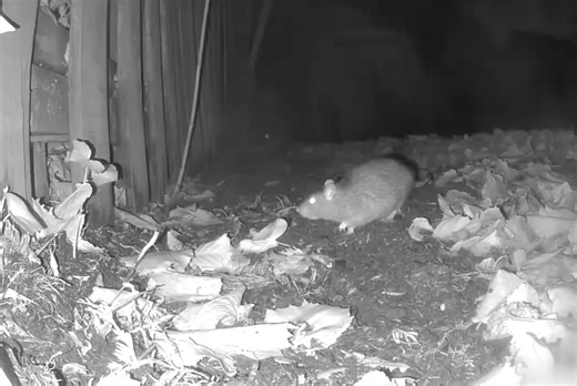 Fewer calls about rat problems a ‘mystery’; Portland area still has plenty of attractions for the pests