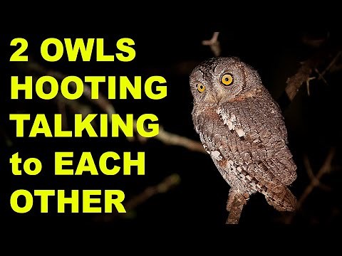 OWL Sounds Owl Noise - Hooting 2 Owls Talking to Each Other Recording of Real Owls!