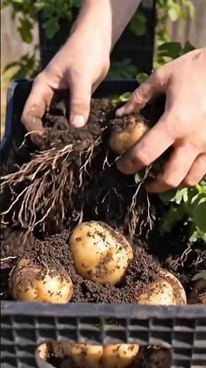 Grow Potatoes at Home 🥔 | Easy Harvest Trick #diy