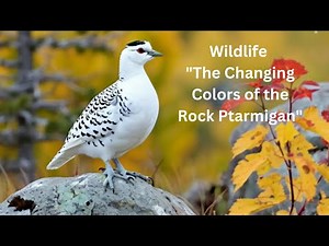 Wildlife The Changing Colors of the Rock Ptarmigan | Animated | Informative |Nature #wildlife#wild