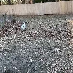 The only time you’ll see Pumpkin at full speed - when she realizes she is the last to dinner. Watch with sound on for full grumpy/hungry grunting experience. | Life With Pigs