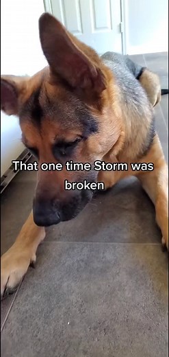 Yes, he got all the bacon🥰#germanshepherd #gsd #dogsofinstagram #dog #gsdofinstagram #dogs #puppy #germanshepherdsofinstagram #k #germanshepherdpuppy #germanshepherddog #gsdlove #gsdpuppy #dogstagram #germanshepherds #dogoftheday #gsdlife #puppiesofinstagram #puppylove #instadog #doglife #doglover #doglovers #gsdstagram #shepherd #ferhund #love #puppies #workingdog #dogsofinsta | Ruby the Germanshepherd.