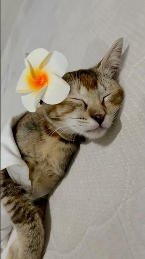 Balinese Cat #cute #animals #amanesido #adoptstrays #catlife #catshorts #catstory #pets #catshorts