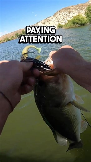 14K views · 151 reactions | 3 Mistakes That Will Cost You Fall Bass Fishing Tuning into the fall transition? Don't make these 3 common mistakes when trying to target bass during the early fall and late summer: wrong depth, wrong lures, and wrong locations. Follow these tips to make sure you are maximizing every bite! #fallbassfishing #bassfishing #latesummerfishing #earlyfallfishing #fishingtips #basstips #fishdeep #adaptation #fallfishing #summerfishing #bigbass | Kraken Bass | Facebook
